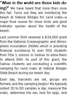 Text Box: What in the world are those kids doing? We have heard that more than once this fall. Turns out they are monitoring the beach at Natural Bridges for sand crabsa major food source for shore birds and good indicator species about the health of the beach.Last summer ENH received a $34,000 grant from the National Oceanographic and Atmospheric Association (NOAA) which is providing financial assistance to over 500 students from Title 1 schools in Salinas to allow them to attend ENH. As part of this grant, the Salinas students are conducting a scientific sampling for sand crabs at Natural Bridges State Beach during our beach day. Each day, transects are set, groups are formed, and the sampling begins! We typically collect 30 to 60 samples a day, measure the crabs, determine the sex, look for eggs, and 