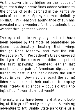 Text Box: As the dawn climbs higher on the ladder of light, each days break finds added volume to the chorus of birds perched in the gentle giants of Loma Mar.  Spring has most definitely sprung.  This seasons abundance of sun has revealed many wonders for the students that wander through these woods.The eyes of children, young and old, have been opened by the flock of band-tailed pigeons passionately beating their wings through Rode Meadow and over the hill.  Pescadero (Oh, Pescadero!) Creek unveiled its signs of the season as children spotted the first spawning steelhead earlier last month and a pair of American dippers returned to nest in the bank below the Wurr Road Bridge.  Down at the coast the spring tides have opened their curtains to display their inter-tidal splendor  double-digit sightings of sunflower stars last week!The naturalists have been hard at work looking at things differently this year.  A training adventure to Mt. Diablo State park gave us a 