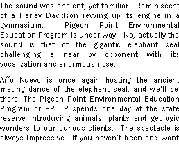 Text Box: The sound was ancient, yet familiar.  Reminiscent of a Harley Davidson revving up its engine in a gymnasium.  Pigeon Point Environmental Education Program is under way!  No, actually the sound is that of the gigantic elephant seal challenging a near by opponent with its vocalization and enormous nose.  Ano Nuevo is once again hosting the ancient mating dance of the elephant seal, and well be there. The Pigeon Point Environmental Education Program or PPEEP spends one day at the state reserve introducing animals, plants and geologic wonders to our curious clients.  The spectacle is always impressive.  If you havent been and want 